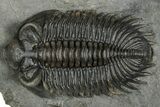 Bug-Eyed Coltraneia Trilobite Fossil - Ofaten, Morocco #355763-1